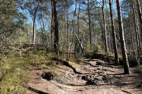 Woodland for sale, Old Frensham Road, Farnham GU10