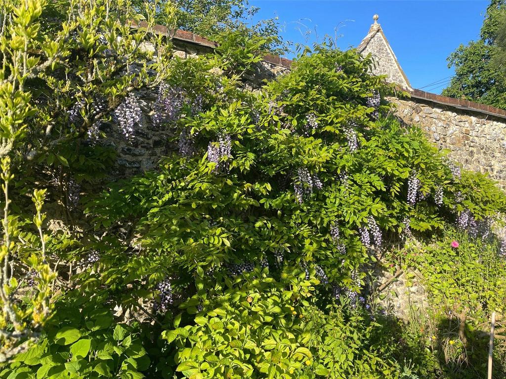 Wisteria