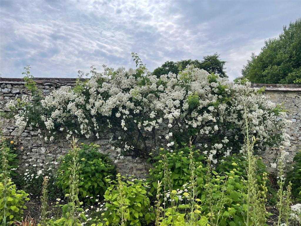 Walled Garden Roses