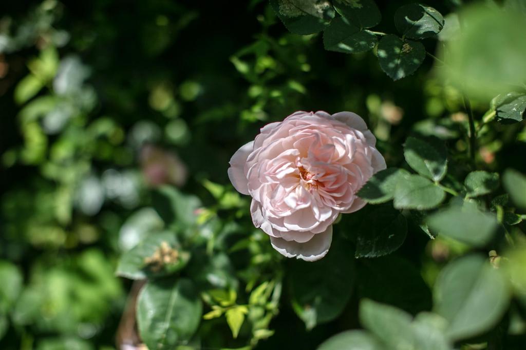 3 Y6 A6709.jpg