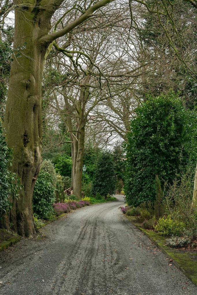 Trees along the driveway