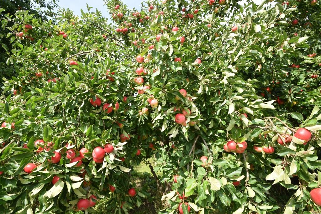 Apples Trees in the Garden