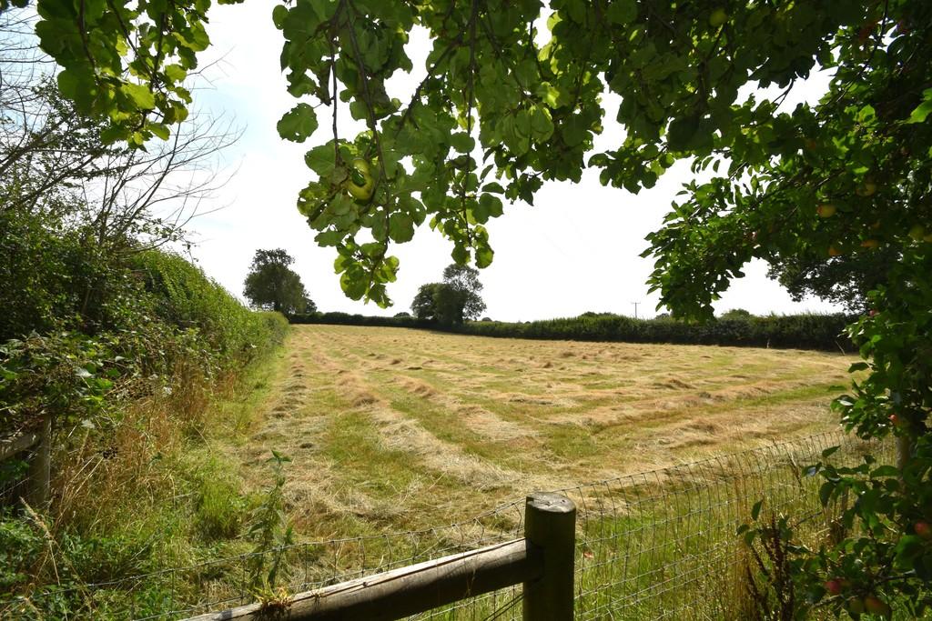 Meadow Behind Garden