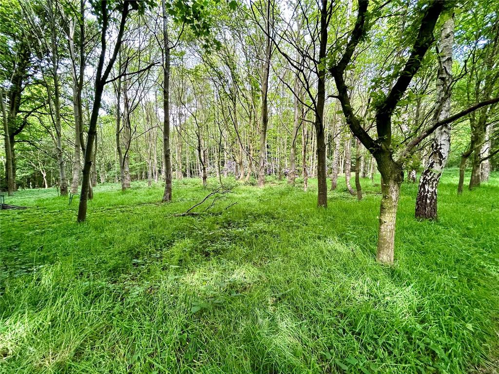 Woods
