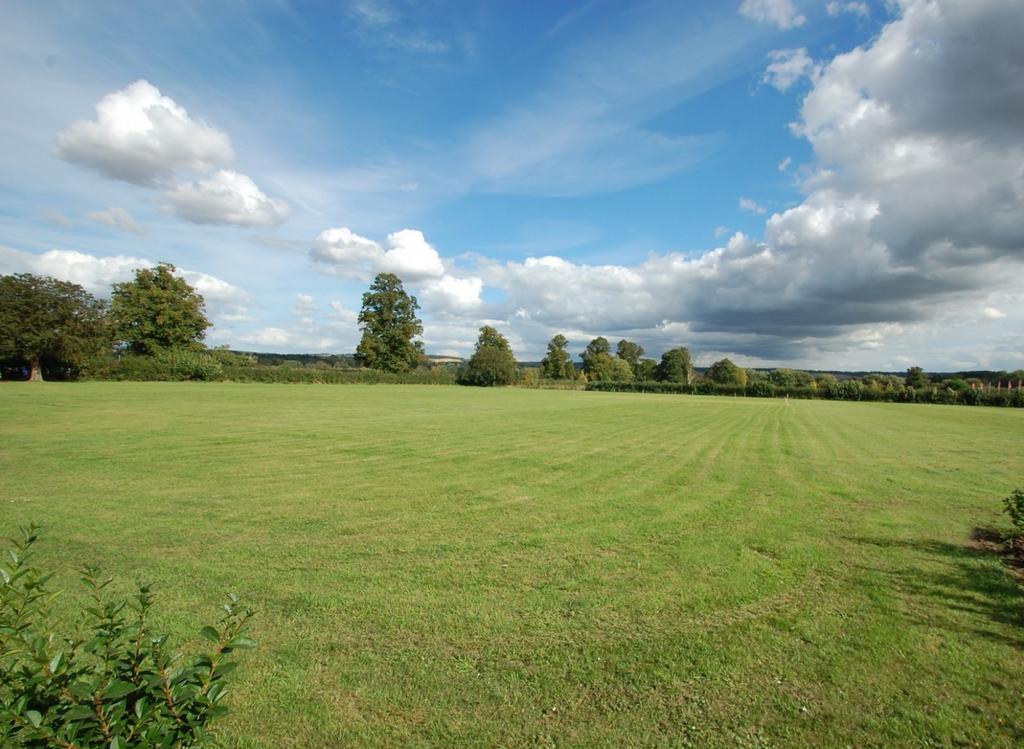 Cricket Pitch