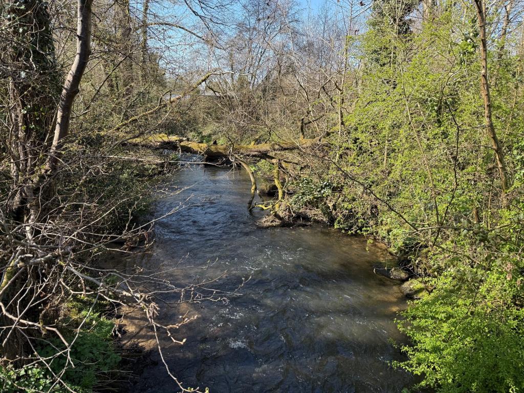 River Wey from the southern edge of the site.