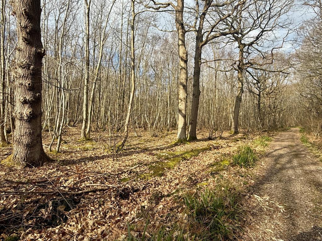 Track and woodland