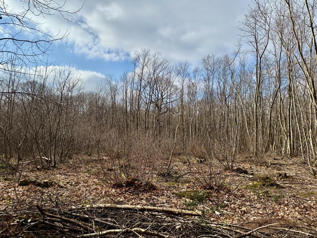 Area of coppiced wood