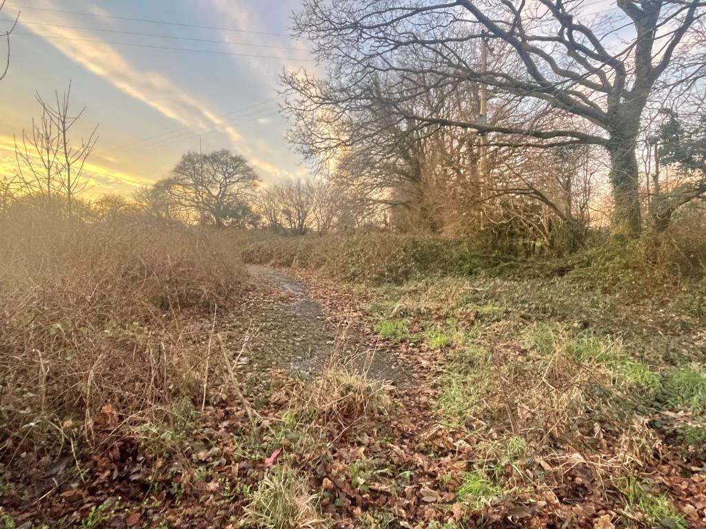 Overgrown land with roadway