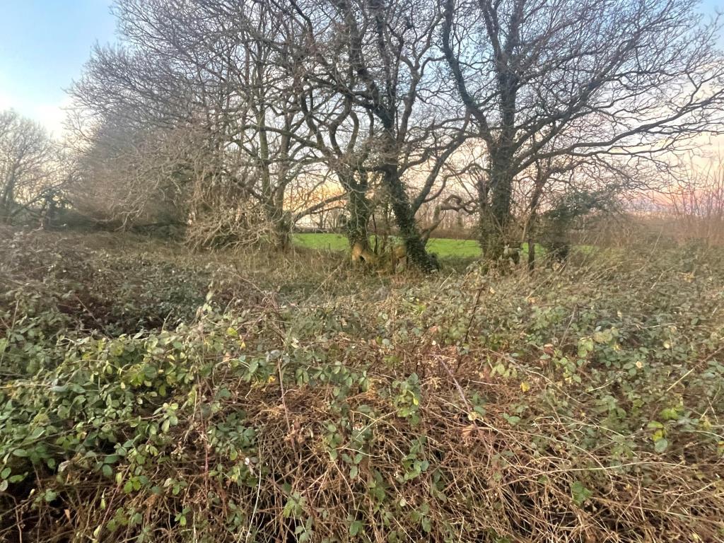 Overgrown land