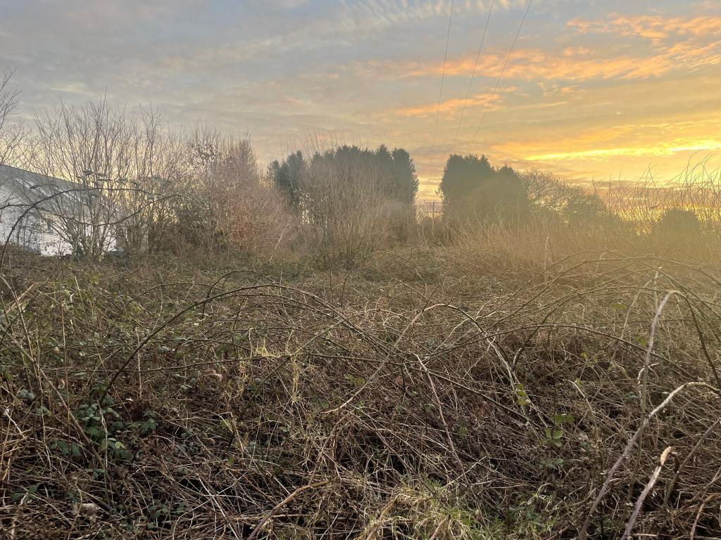 Overgrown land