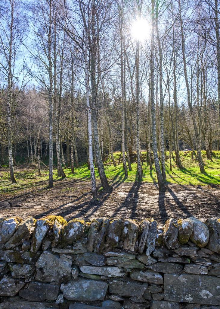 Woods