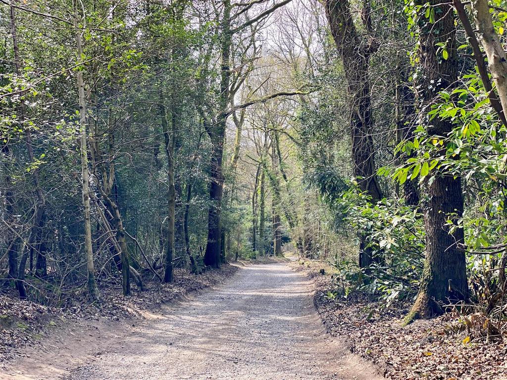 Middle coppice approach.jpg