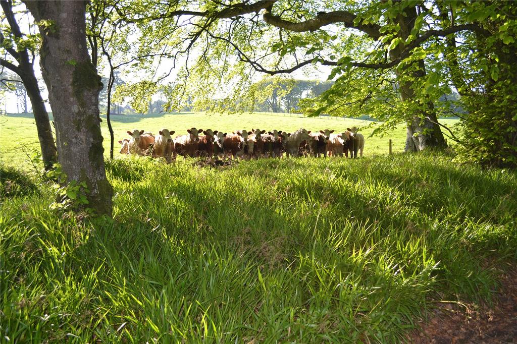 Cattle At Byth