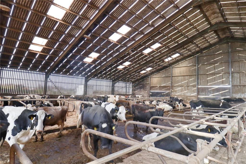 Cattle Cubicles