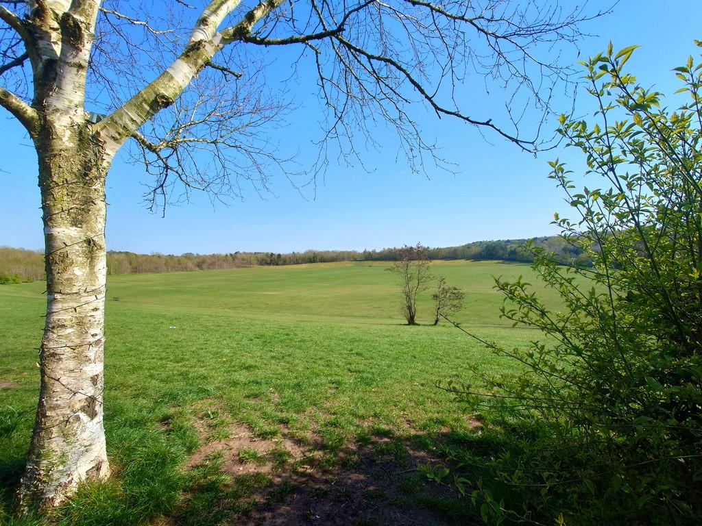 Nearby birchenwood park