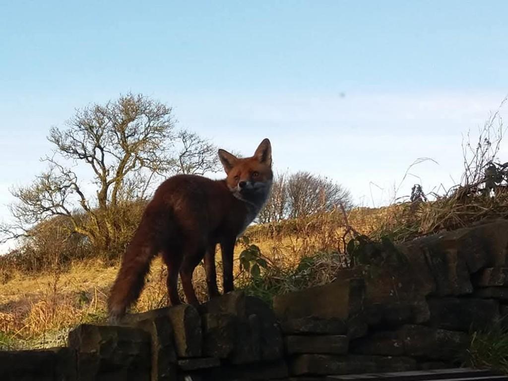 Fox 2