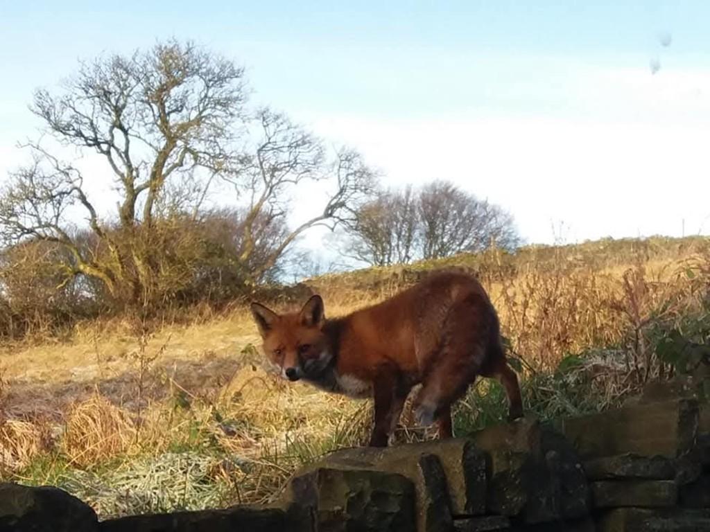 Fox