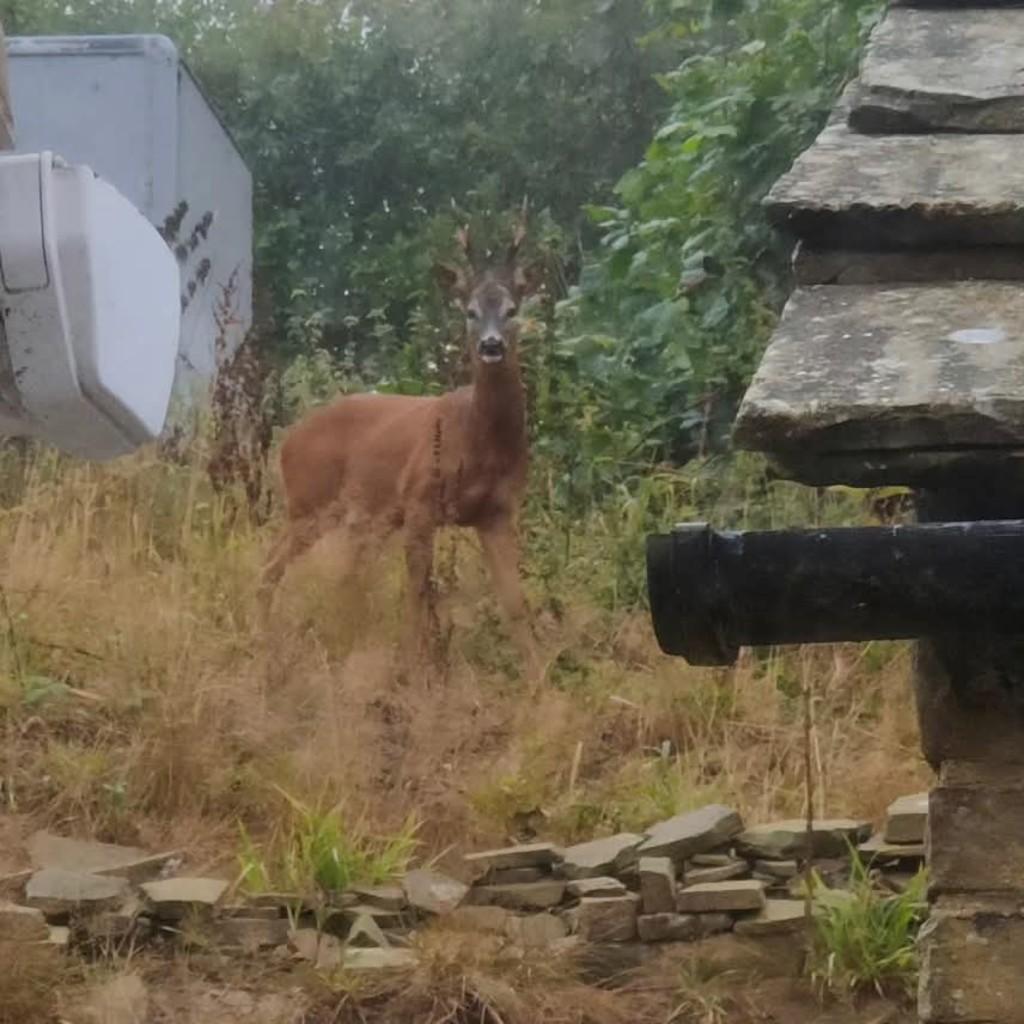 Deer