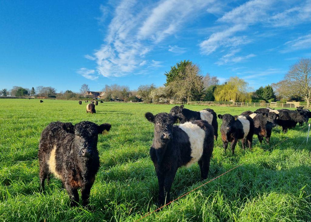 Field Visitors