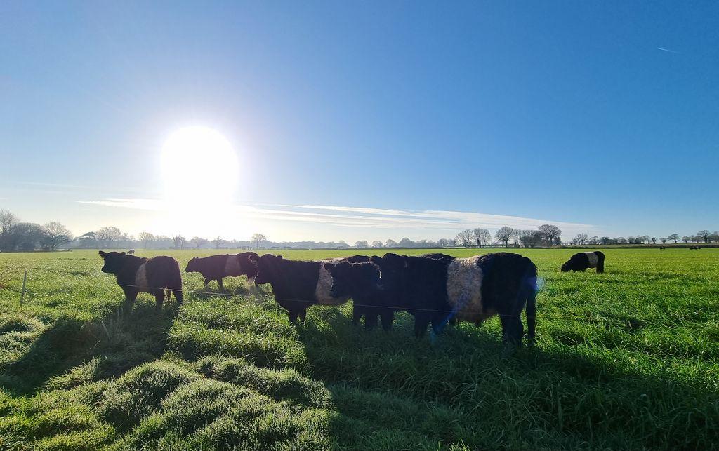 Field Views
