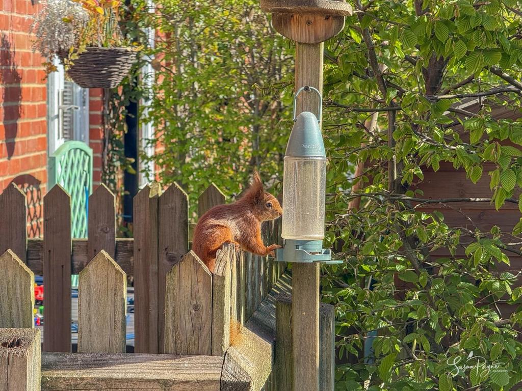 Squirrel in the garden