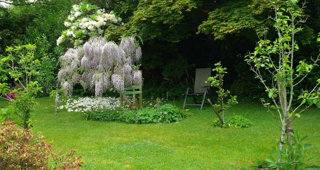 Wisteria