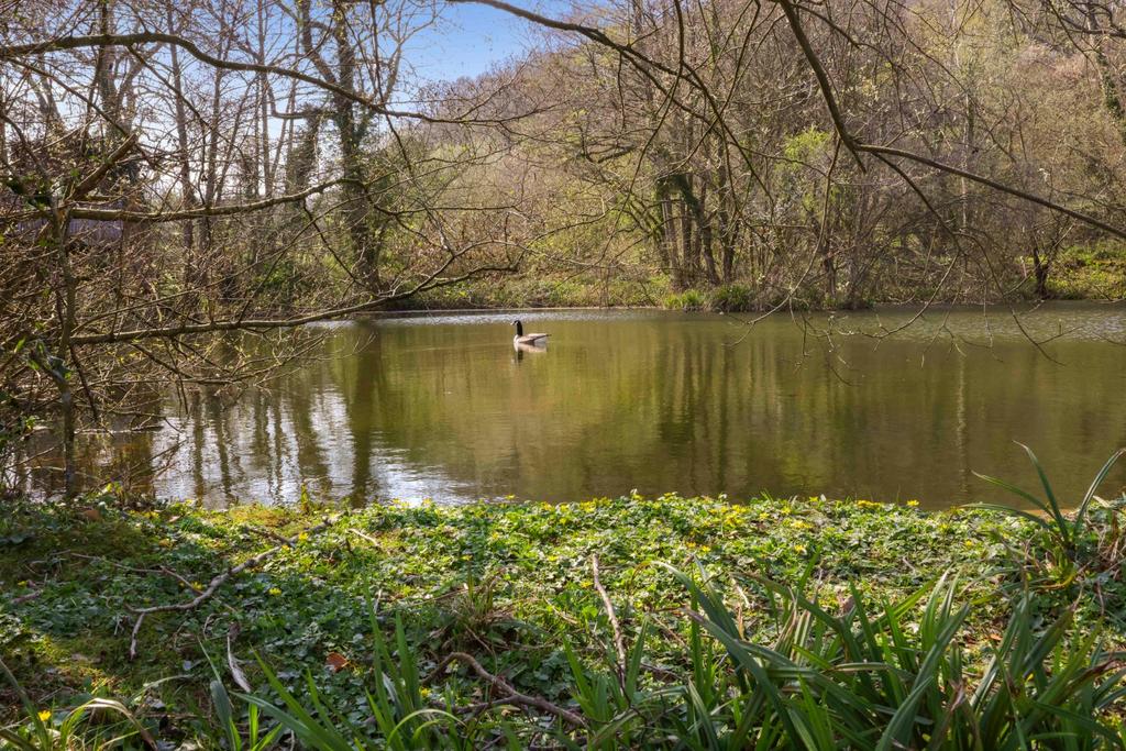 Pond