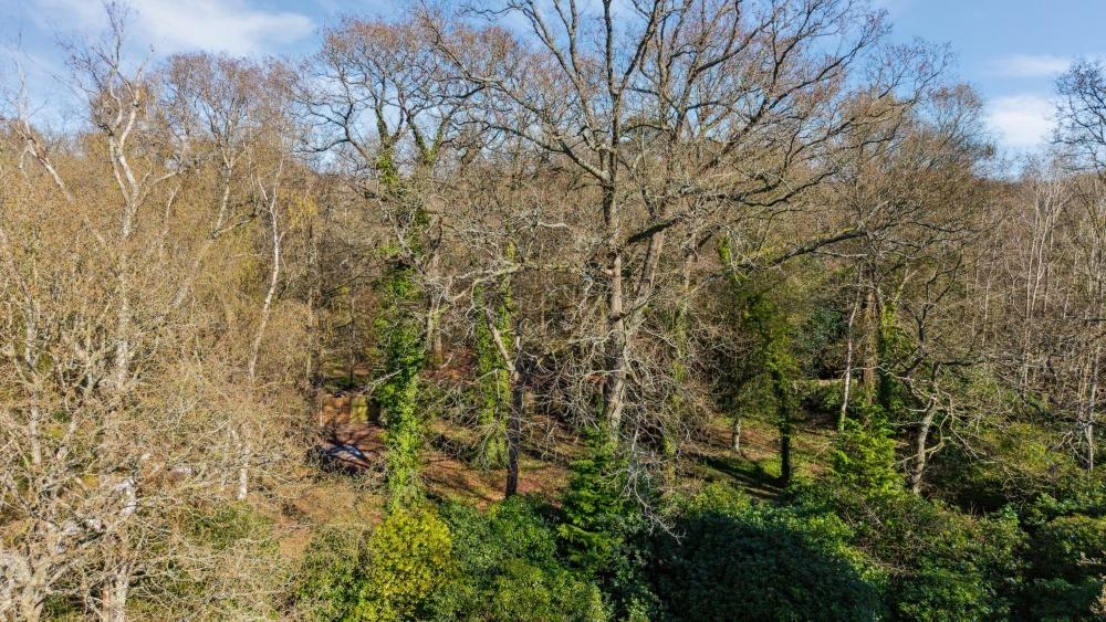 Woodland