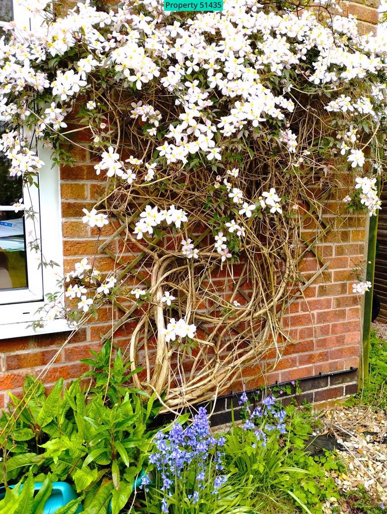 Clematis