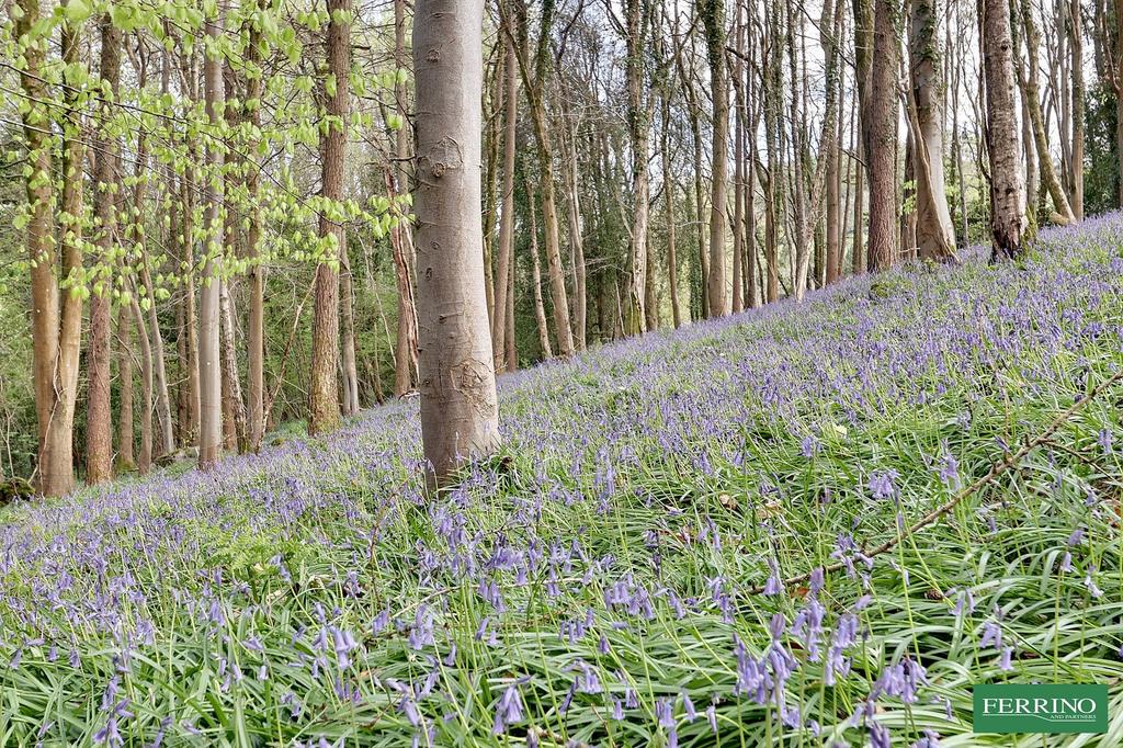 Woodland