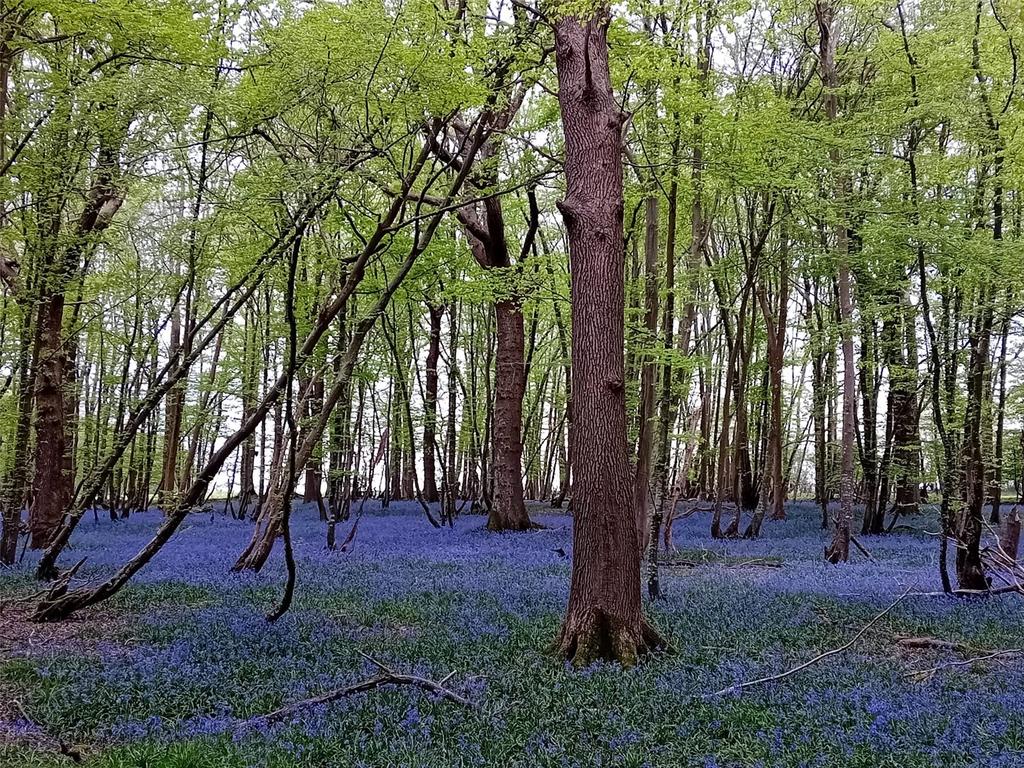 Local Woodland