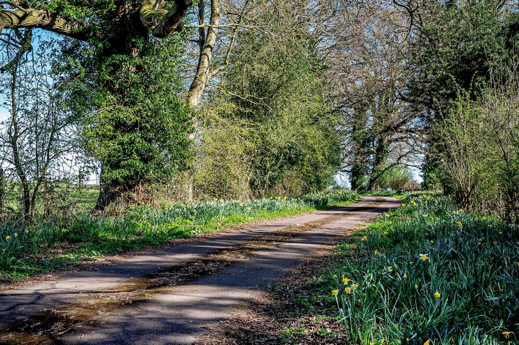 Tree lined approach