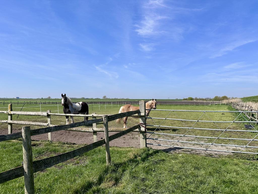 Paddock 2