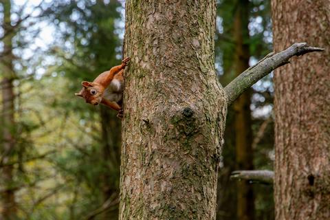 undefined, Mirk Pot Woodlands, Snaizeholme, Near Hawes, North Yorkshire