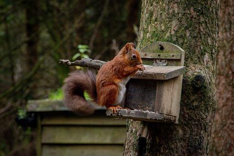 undefined, Mirk Pot Woodlands, Snaizeholme, Near Hawes, North Yorkshire
