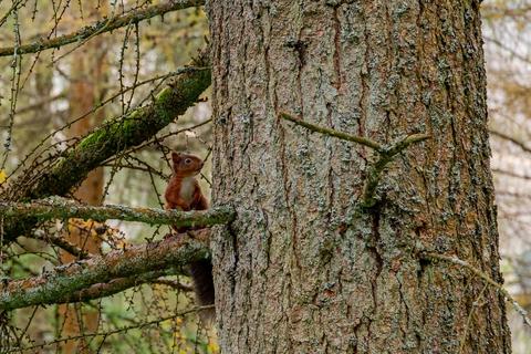 undefined, Mirk Pot Woodlands, Snaizeholme, Near Hawes, North Yorkshire