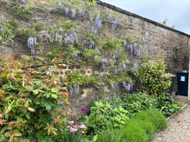 Garden 4.jpg