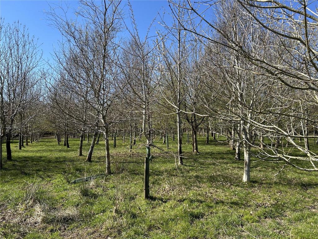 Woodland