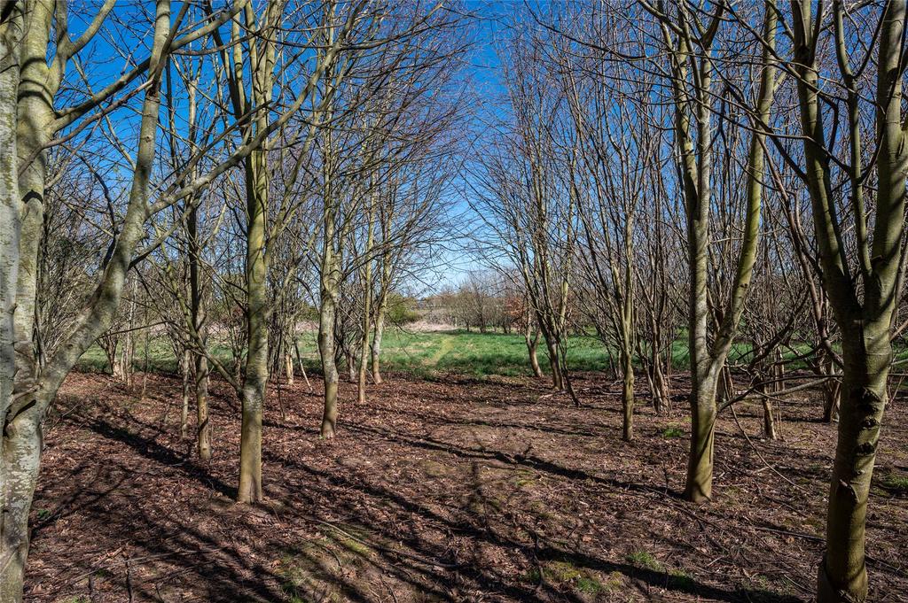 Wooded Area