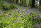 Additional image 40 of Cookbury Court, Cookbury, Holsworthy, Devon, EX22