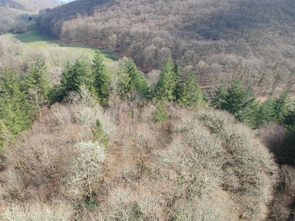 Grounds and woodland