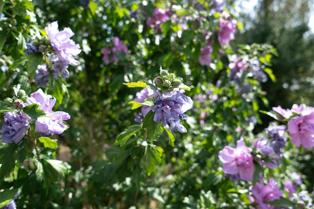 Pretty Planting