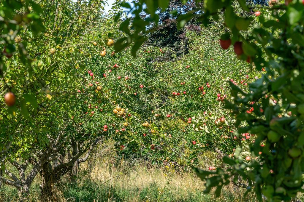 Lot 1 - The Orchard
