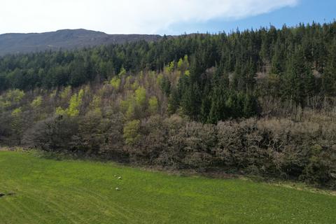 undefined, Coed Dysynni