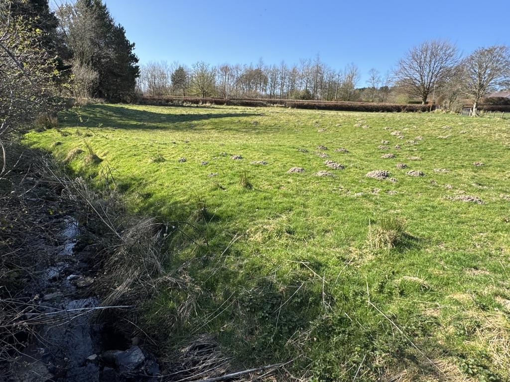 The land