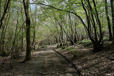 Woodland for sale, Kent Lane, Robertsbridge TN32