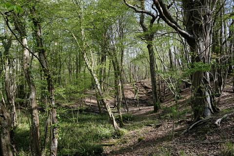 Woodland for sale, Kent Lane, Robertsbridge TN32