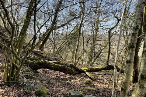 Woodland for sale, Ystradgynlais SA9