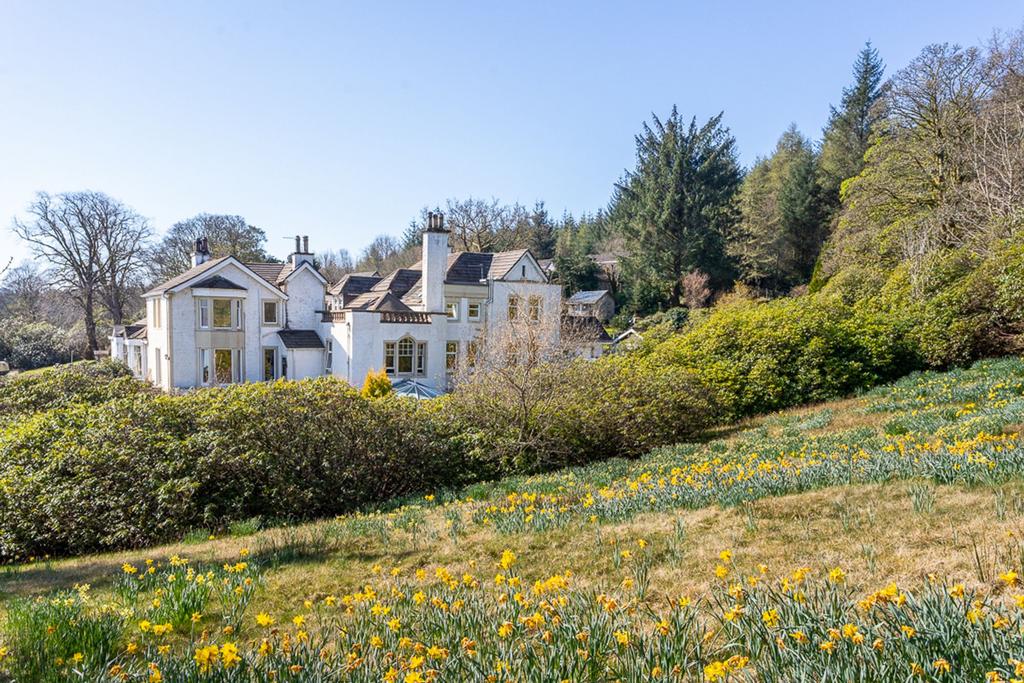 Private daffodil meadow